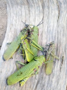 Locust in East Africa