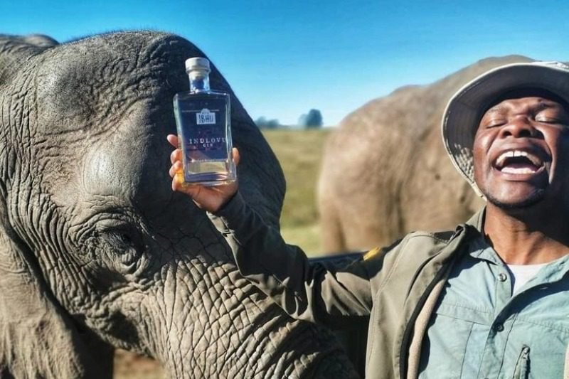 This gin is made with elephant dung and there's a good reason