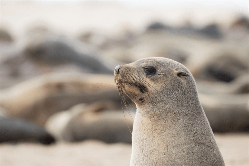 Female Seals and Seal Pups Found Dead in Namibia.