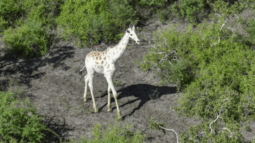 World's Last Known White giraffe Male Gets GPS Tracking Device.