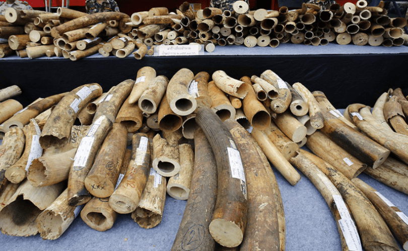Sniffer Dog Stops Ivory Smuggling Attempt in Mozambique.