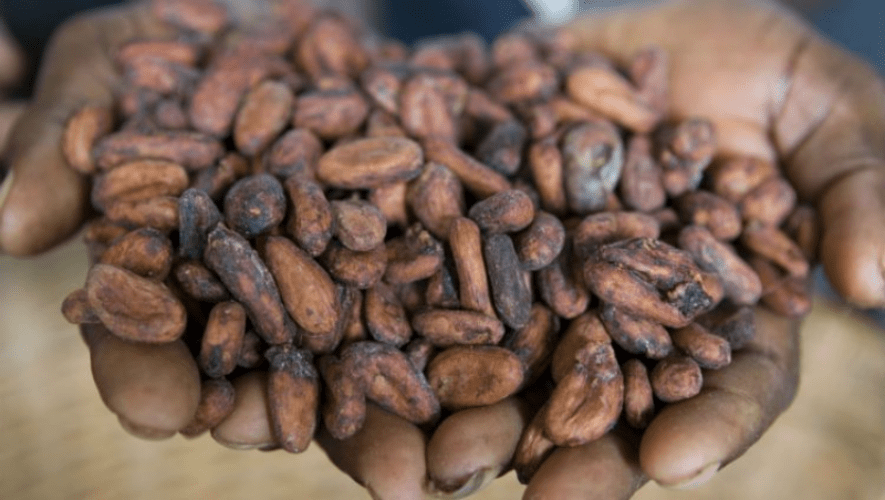 Terminate of Cocoa Sustainability Schemes Run by Hershey Company.
