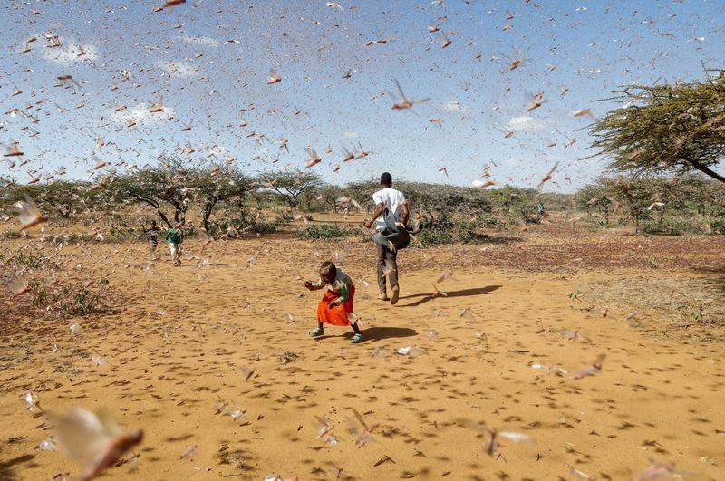 From Locusts to Animal Feed and Manure