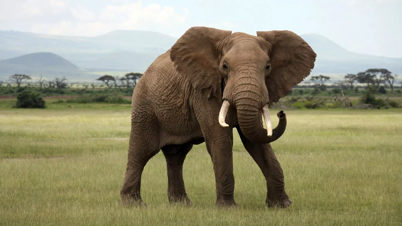 Tour Guide's Death: Elephant Trampling Incident Shakes South African Safari