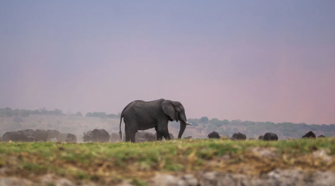 Botswana threatens to send 20000 elephants