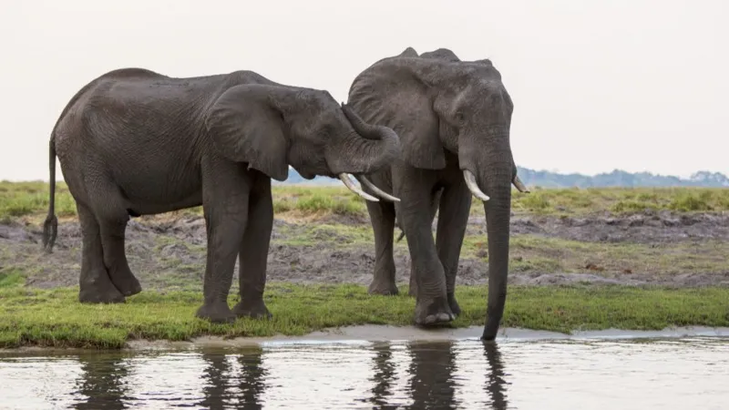 Botswana's Ultimatum: 20,000 Elephants May Be Sent to Germany