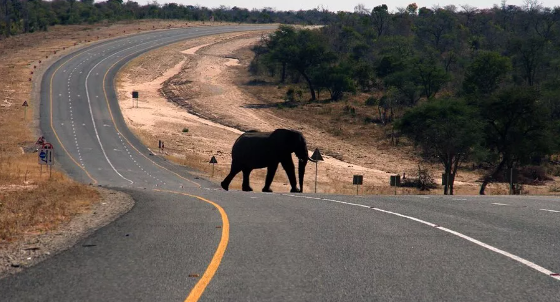 Fatal Elephant Attack Claims US Tourist in Zambia, Second Incident This Year