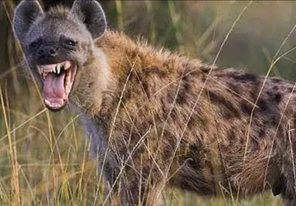 Hyena Captured After Causing Panic in Nigerian City of Jos