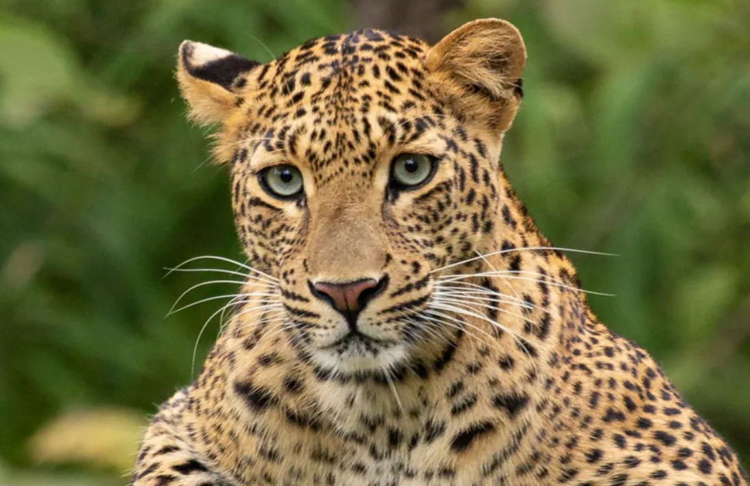 "Rare Leopard Encounter Shocks South African Air Force Base Personnel"