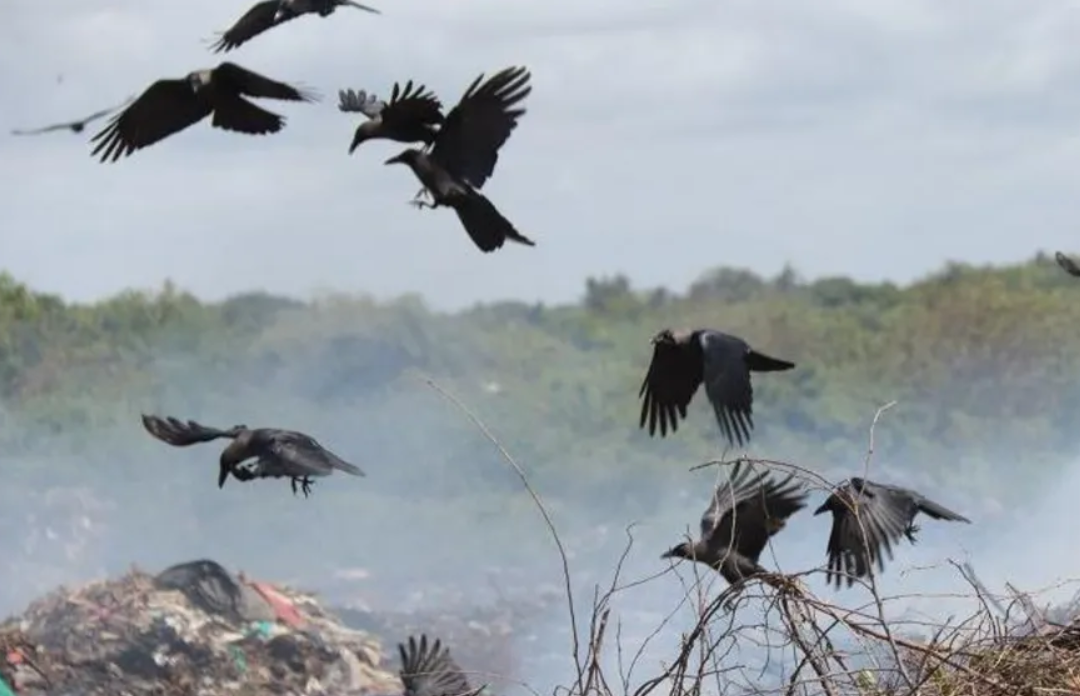 The Battle Against Invasive Indian House Crows in Coastal Kenya