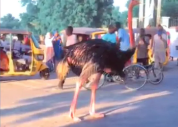 Iliya Sani
People were filmed gathering to watch an ostrich that had escaped from the zoo, but has been recaptured