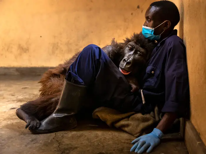 Gorilla featured in viral ‘selfie’ dies in the arms of same ranger who rescued her as a baby