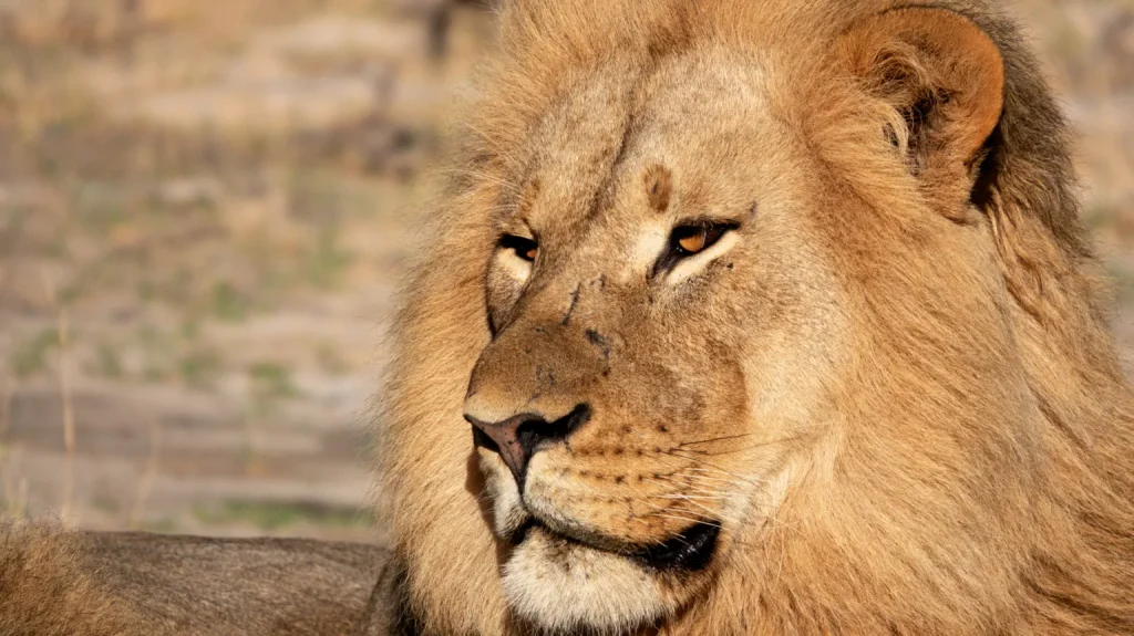 Lion DNA used to convict poachers for first time worldwide