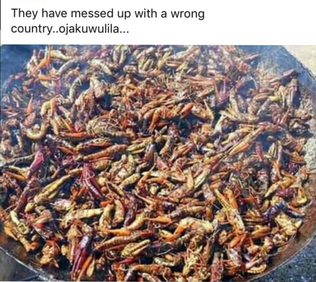 Locusts Become a Delicacy in Uganda