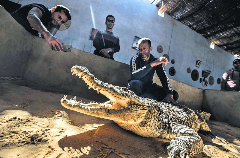 Nubians Tame Crocodiles for Selfie-Snapping Tourist.